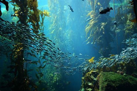 What Animals Live in Kelp Forests? - American Oceans