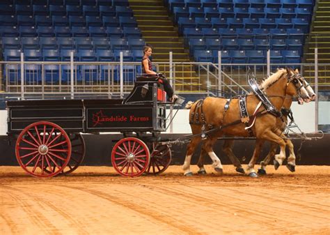 Draft Horse