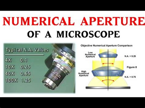 Numerical aperture of a microscope - YouTube