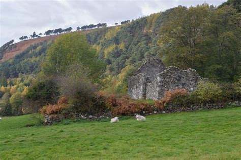 The Troubling Truth About Ireland’s Forests