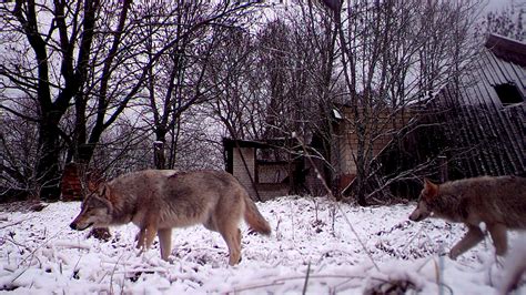 Chernobyl’s mutant wolves developing resistance to cancer, study says ...