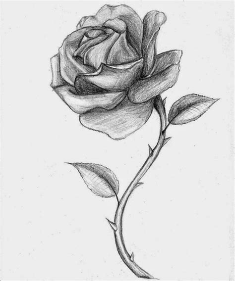 Roses Drawings | Many Flowers