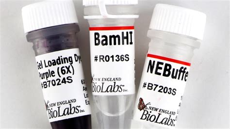 Bamhi | New England Biolabs | Bioz