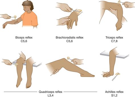 Knee Tendon Reflex Test