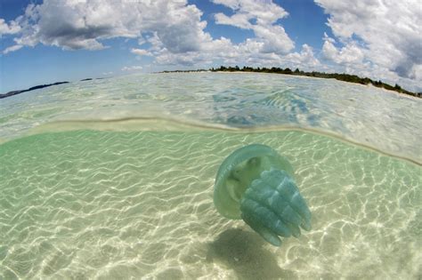 The blooming marvellous world of Australia's jellyfish: in pictures