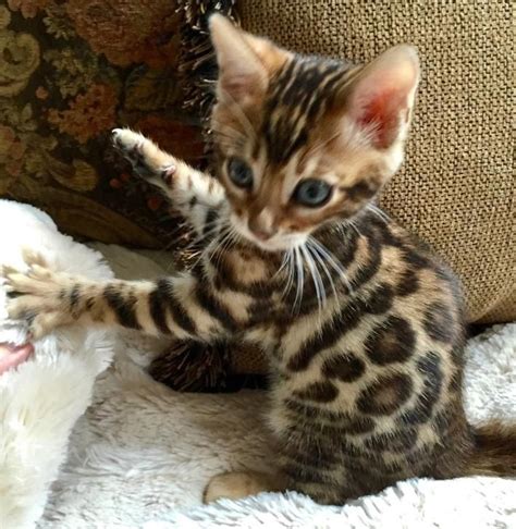 Bengal Cat Kittens For Sale Near Me