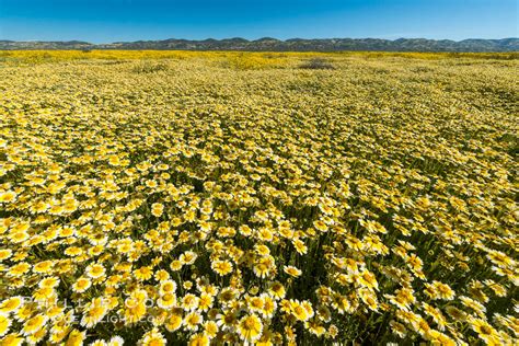 Wildflowers bloom across Carrizo Plains National Monument, Carrizo Plain National Monument ...