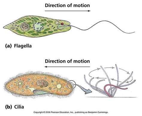 Differences Between Cilia and Flagella