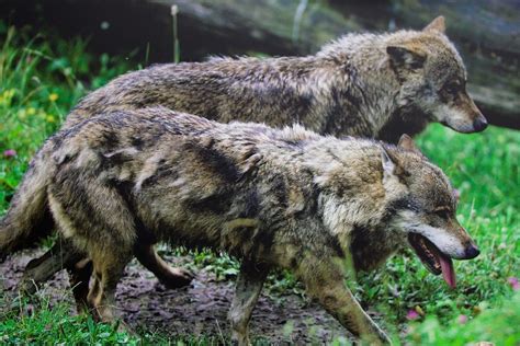 Une forte mobilisation contre la chasse au loup ce week-end