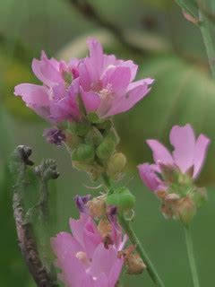 J20150820-0053—Sidalcea oregana ssp valida—RPBG | Sidalcea o… | Flickr