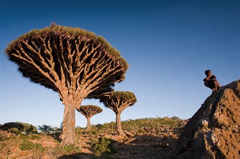 Socotra: The Island of Strange Plants | Amusing Planet