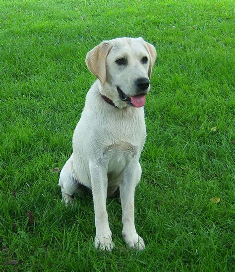 HD wallpaper: labrador, dog, family, pet, white, pure, breed, pedigree ...