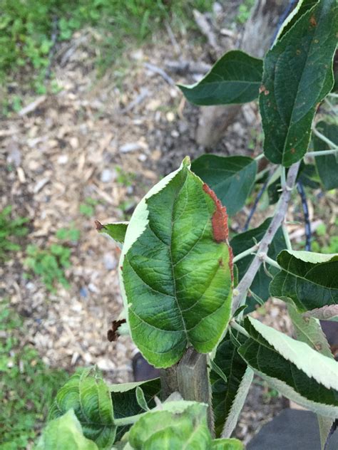 Leaf curl on young Apple trees - General Fruit Growing - Growing Fruit