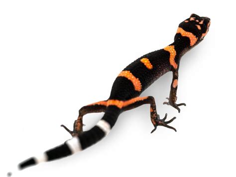 Japanese Cave Gecko - Goniurosaurus orientalis (Captive Bred)