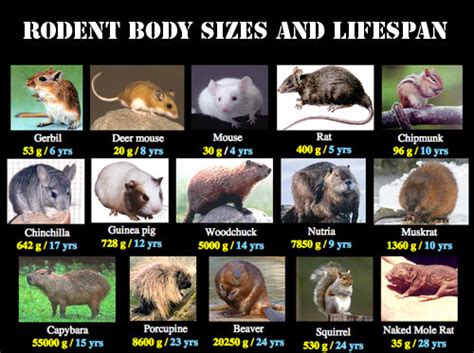 Rodents - Most Populous Group of Mammals - FactZoo.com