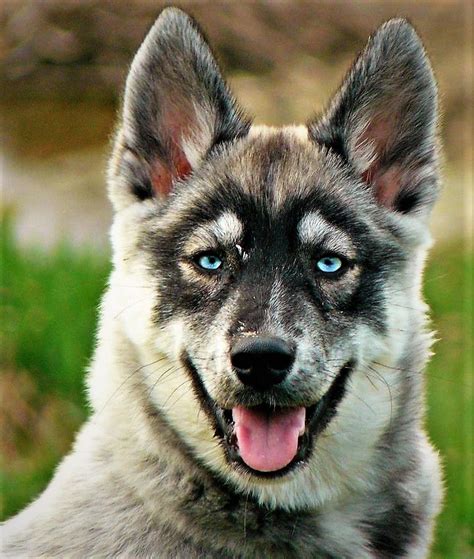 This Is one Gorgeous Agouti Siberian Husky Puppy ~ Striking Ice Blue ...