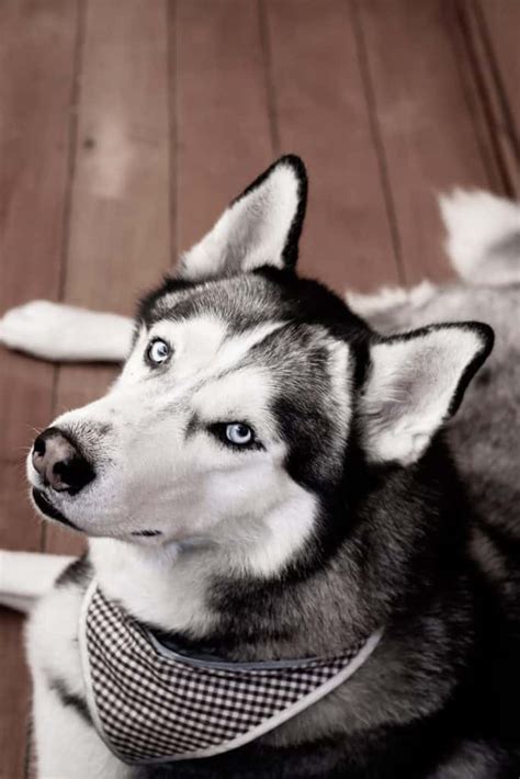 12 Husky Mix Dogs You Have To See to Believe - Your Dog Advisor