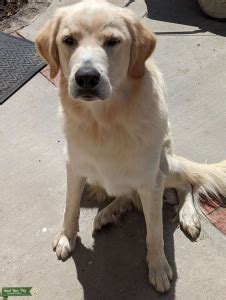 Great Pyrenees, Akbash, Bernese Mountain Dog Mix - Stud Dog Southern California - Breed Your Dog