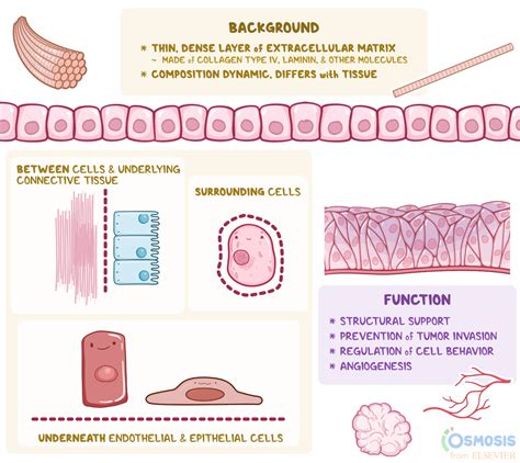 Basement Membrane: What Is It, How It’s Formed | Osmosis