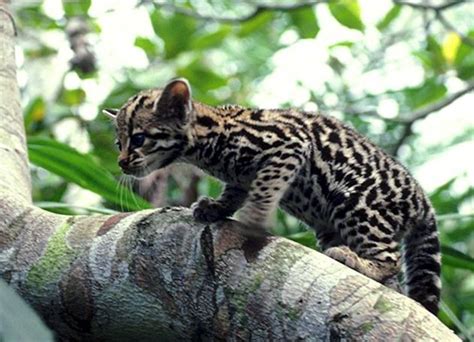 The Rare, Highly Endangered Ocelot Cat, Beautiful, Big, Spotted Wild ...