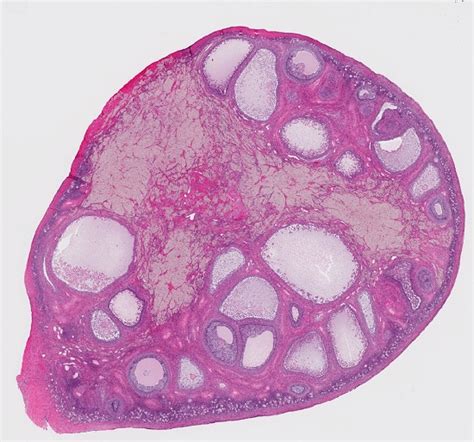 Corpus Luteum - Definition and Function | Biology Dictionary