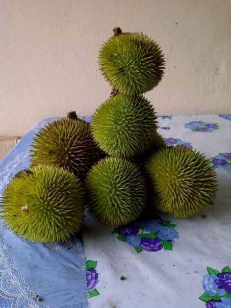 Pesona Buah Lai Khas Kalimatan | Tanaman Langka