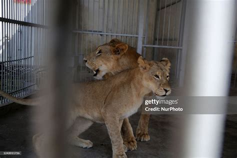 A lion and a lioness are seen at nama zoo in Gaza city on July 20,... News Photo - Getty Images