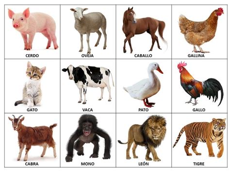 FICHAS DE ANIMALES, VOCABULARIO PARA NIÑOS | Fichas de animales, Imágenes de animales para niños ...