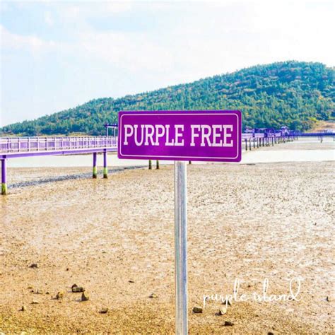 South Korea's Purple Island: Newest Tourist Attraction In Sinan County