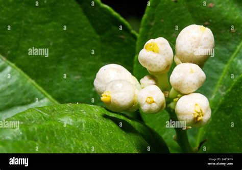 Mexican lime tree flowers beginning to bloom Stock Photo - Alamy