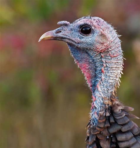 Wild Turkey - Meleagris gallopavo - NatureWorks