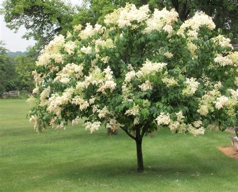 Lilac 'Ivory Silk' | Plant Profile | Sylvan Gardens Landscape Contractors