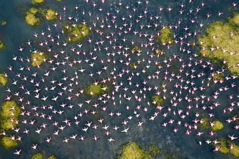 Stunning Aerial Photos of Pulicat Lake Flamingo Migration