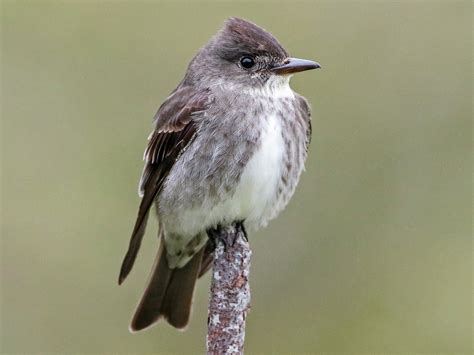 Olive-sided Flycatcher - eBird