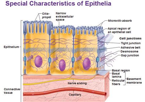 Characteristics of Epithelial Tissue - OliverkruwBurns