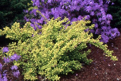 Berberis thunbergii 'Aurea' | Landscape Plants | Oregon State University