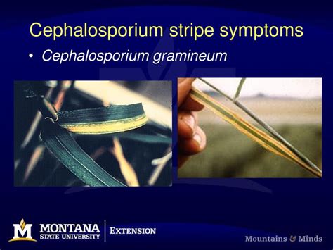 Cephalosporium stripe symptoms - ppt download