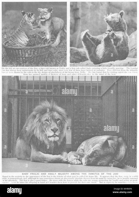 LONDON. Baby frolic and adult Majesty among the inmates of the zoo. Lions 1926 Stock Photo - Alamy