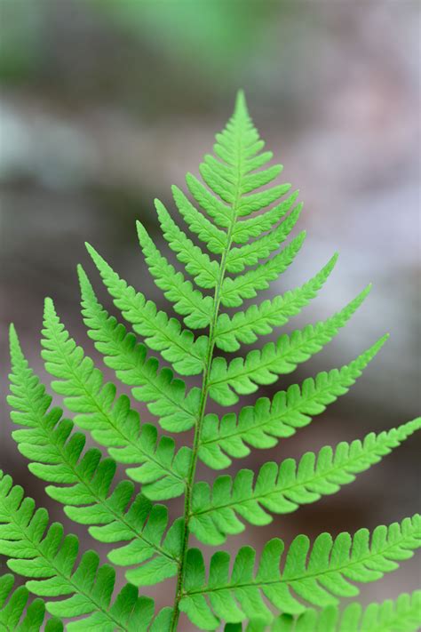 Free Images : leaf, terrestrial plant, vegetation, vascular plant, green, ferns and horsetails ...