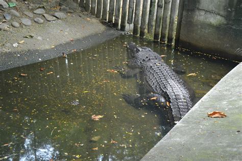 Manila: Manila Zoo