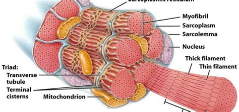 Function of t tubules