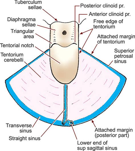 Tentorium Cerebelli Attachments