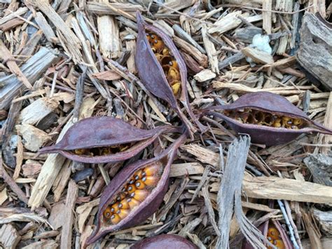 Tree Seed Pods Free Stock Photo - Public Domain Pictures