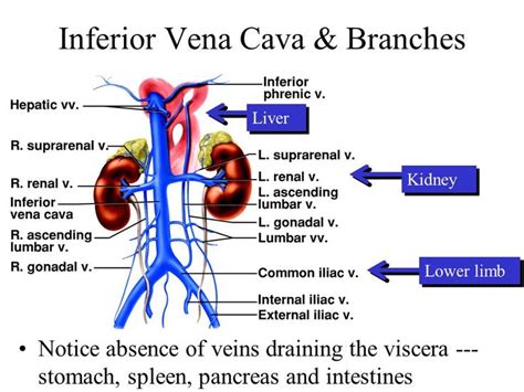 Inferior Vena Cava: Overview, Structure & Clinical Significance | Medical anatomy, Abdominal ...