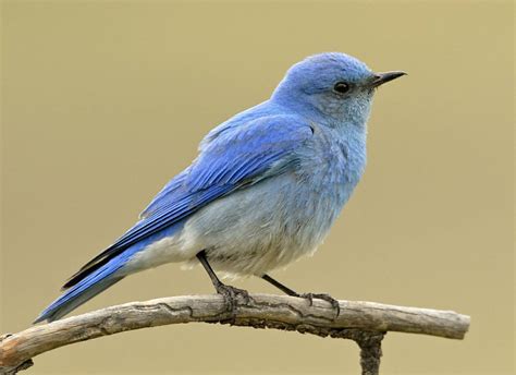 Mountain Bluebird - NestWatch