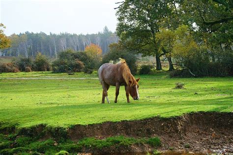 Brown Horse on Grass Field · Free Stock Photo