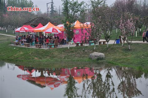 Cherry blossom festival in Chengdu - China.org.cn