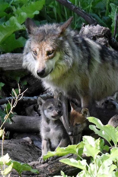 PHOTOS: Mexican Gray Wolf puppies | abc7chicago.com