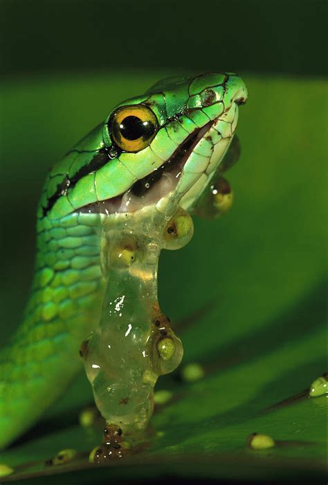 Parrot Snake Eating Frog Eggs Photograph by Christian Ziegler - Pixels