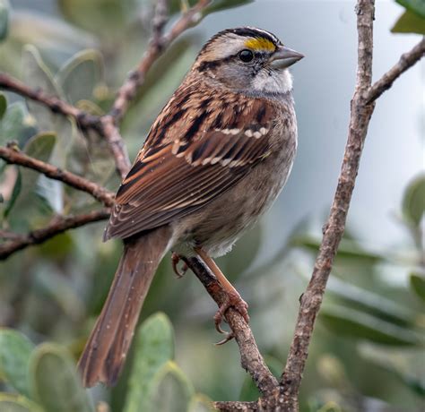 White-throated Sparrow | Audubon Field Guide